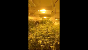 VIDEO: NAKA objavila obrovské laboratórium na pestovanie marihuany