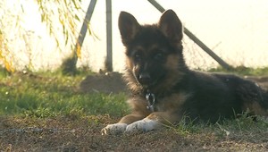 RADY PSÍČKAROM: Ako si vybrať správneho psa?