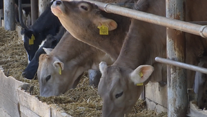 Po obrovských škodách môže Slovensko čoskoro získať status krajiny bez slintačky a krívačky