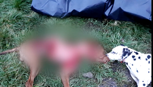 V okolí Rožňavy nachádzajú surovo zabitých psov