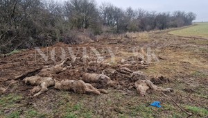 V okrese Krupina našli na poli množstvo uhynutých teliatok