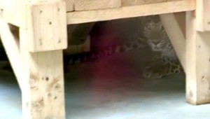 Bratislavskú Zoo náhle uzavreli. Hľadali mláďa leoparda