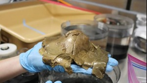 Tajomstvo dna oceánov pokračuje: Záhadný zlatý predmet je "biologický"