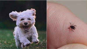 Pes ako prenášač KLIEŠŤOV: Takto ochránite domáceho maznáčika aj seba!