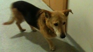 Do JOJky sa zatúlal psík! Reportérom vôbec nerozumel...