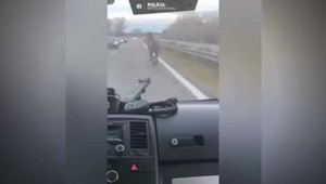 Toto na diaľnici bežne neuvidíte. Na D2-ke pobehoval kôň