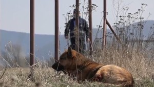 Mladé dievča pri Prešove napadli dva ovčiaky. Útočili aj na policajtov, použiť museli zbraň