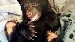 Turista riskoval svoj život, aby zachránil malého medveďa