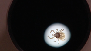 Kliešte stretneme oveľa častejšie. Najnovšie sa presunuli do hôr