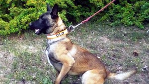 Zoro odhalil pašerákov drog