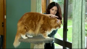 VIDEO Videli ste už možno najdlhšiu mačku na svete?