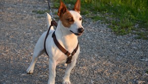 Stratil sa Edie v okolí Cemjaty-Prešov