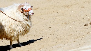 Ako dokázať zneužitie zvieraťa? Existuje špeciálne vyšetrenie