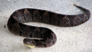 V Malej Fatre uhryzol jedovatý had 6-ročného chlapca