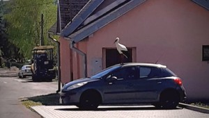 Agresívny bocian poškodil 6 áut: Poisťovňa dáva ruky preč, bociana v poistkách nemáte