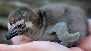 Tučniačik z košickej zoo sa má k svetu