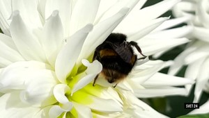 Svet 24 o ohrozených čmeliakoch, ale aj o motivujúcej hudbe