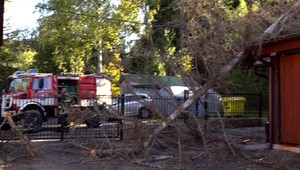 Na budovu plnú zamestnancov sa zrútil strom. Majiteľ obviňuje mesto