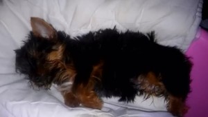 Potešili dcérku psíkom, nasledovalo však desivé sklamanie