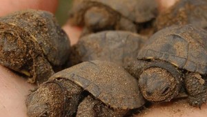 Vzácne a kriticky ohrozené korytnačky skončili pri poľnohospodárskych prácach pod kosačkou