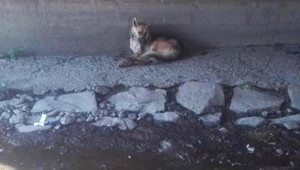 Prípadov týrania zvierat pribúda, za posledné roky zaň nik neskončil vo väzení