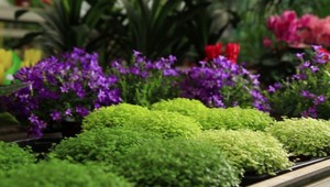 Nenoste si rastliny z dovolenky. Môžu spôsobiť obrovské škody