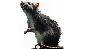 Vedci stimulovali ochrnuté potkany k behu