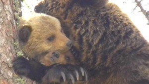 Medvedicu Inge zastrelili. Mláďatá sú v Bojniciach