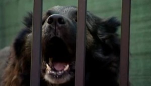 Psy sa bránia útokom. Viete, ako sa môžete brániť vy?