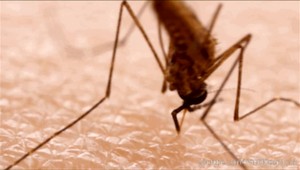 V dovolenkovom raji vyhlásili epidémiu tropickej horúčky. Prenášajú ju komáre