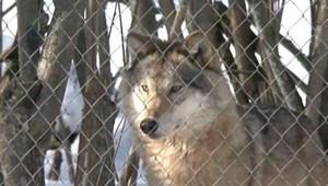 Poľovníci rátajú škody spôsobené vlčími svorkami