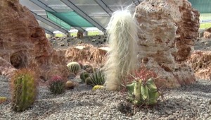 Exotické kaktusy v Bojniciach: 50 stupňová teplota a pýcha, na ktorej by mali sedieť svokry