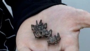 Pavúky žijúce v skupinách sa delia o potravu