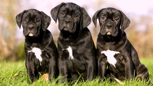 Pri Holíči je pohrebisko šteniat, podozriví sú mestskí policajti