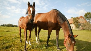 Z farmy zmizli kone. Krádež má prekvapivé rozuzlenie