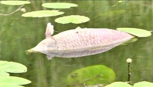 1 500 kíl mŕtvych rýb. Našli ich v zavlažovacom kanáli