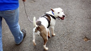 Otrava v špekáčikoch zabíja psov, ohrozené sú aj deti