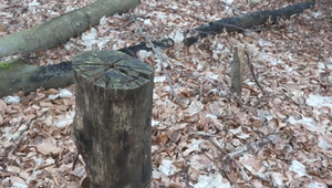 Krádeže dreva v chránenej rezervácii: Zlodeji podrezávajú stromy, aby si ich neskôr odniesli