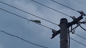 Kuriózna akcia v Martine: Chameleón sa prechádzal po elektrickom vedení. Zachránil ho až elektrikár