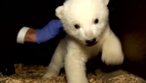 Milovníci zvierat smútia, zomrel medvedík z berlínskej ZOO