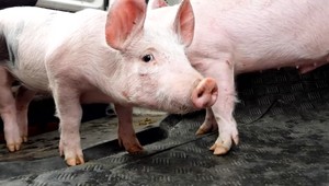 Napriek výraznému poklesu cien bravčového zaň platíme stále pridraho. Riešením má byť potravinové vlastenectvo