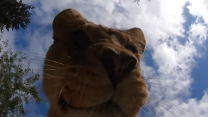 VIDEO: Pohľad do papule leva? Levica zo ZOO "ochutnala" kameru