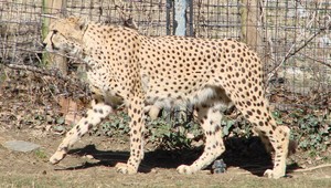Chlapec padol do ohrady s gepardmi, môžu za to rodičia