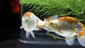 Vedci zistili, že akvárium má priaznivé účinky na krvný tlak