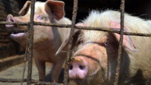 To je pohľad! Policajti po diaľnici naháňali svine...