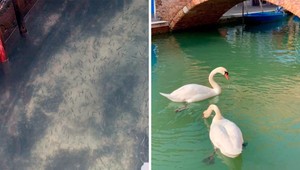 Čistá voda v kanáloch a návrat labutí do Benátok sú falošnou správou