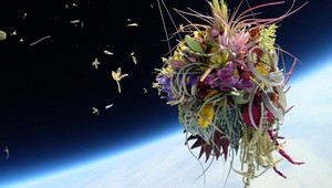 Farebný vesmír. Bonsaje a kvety na dobrodružnej ceste