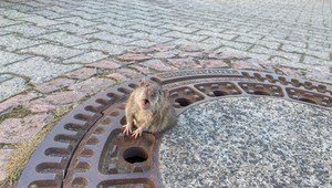 Malý hlodavec sa zasekol v kanáli. Zachraňovalo ho deväť hasičov