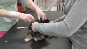 V osade pri Humennom sa medzi psami rozšíril nebezpečný vírus, 90% šteniatok naň umiera