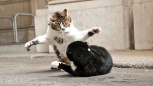 Lietajúce chlpy na Downing Street. Bijú sa vládne mačky